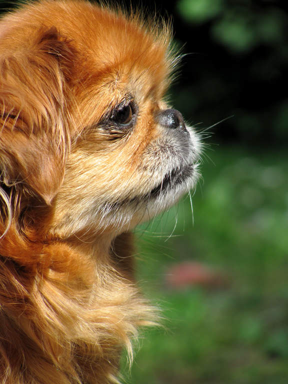 Pekingese Hunde Informationen Zu Den Rassen Omlet