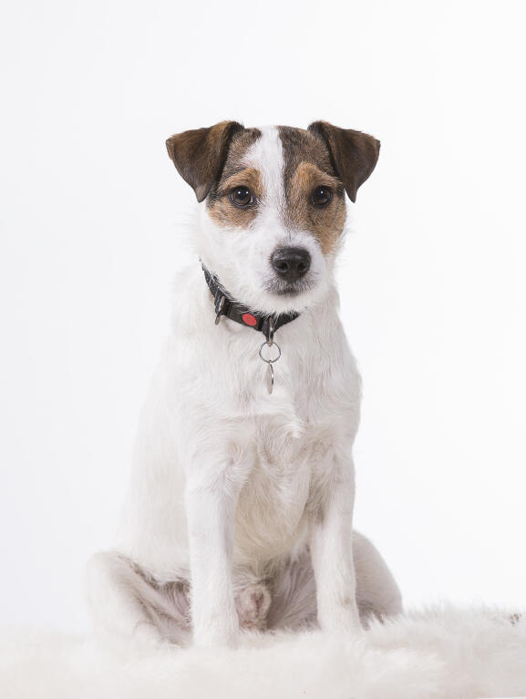 Parson Russell Terrier | Hunde | Informationen zu den Rassen Parson Russell Terrier | Hunde | Informationen zu den Rassen