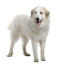 Ein wunderschöner pyrenäenberghund mit einem gesunden, dichten weißen fell