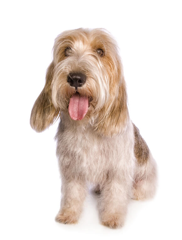Basset Griffon Vendeen (Petit) | Hunde | Informationen zu ...