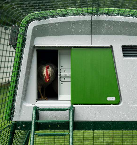 Ein huhn, das die Eglu Cube verlässt und die Autodoor benutzt.