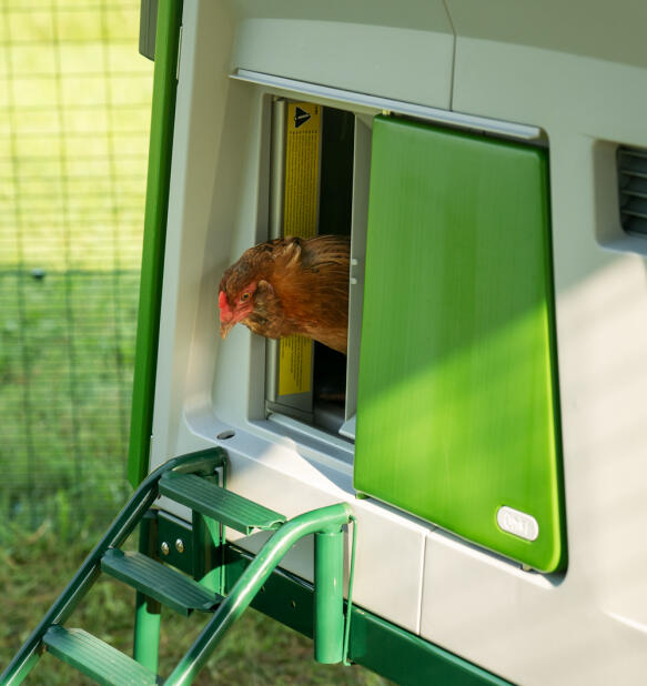 Ein huhn in der tür der automatischen hühnerstalltür.