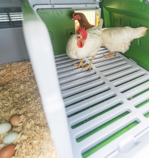 Zwei hühner im inneren des Omlet Eglu Cube hühnerstalls