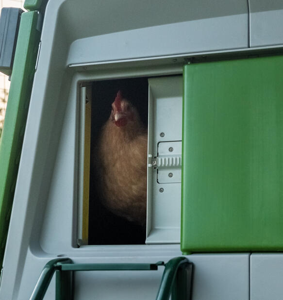 Huhn, das aus einer schließung herausschaut Autodoor
