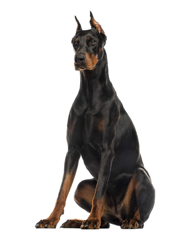 dobermann hunde informationen zu