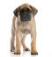 Mastiff-welpe