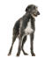 Ein schöner schottischer hirschhund, der auf seinen schönen, langen beinen steht