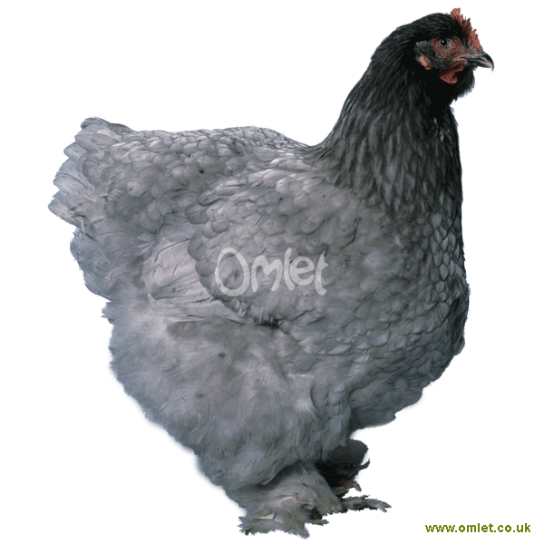 Cochin Zu Verkaufen Huhner Rassen Information Omlet
