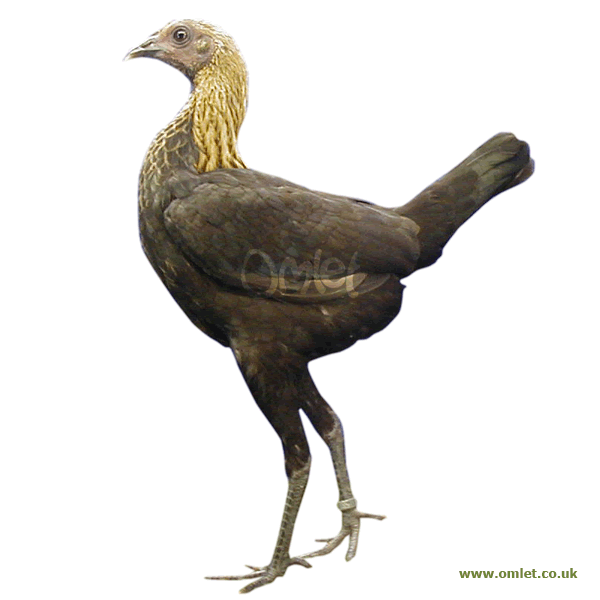 Modern Game Zu Verkaufen Huhner Informationen Zu Den Bienenarten Omlet