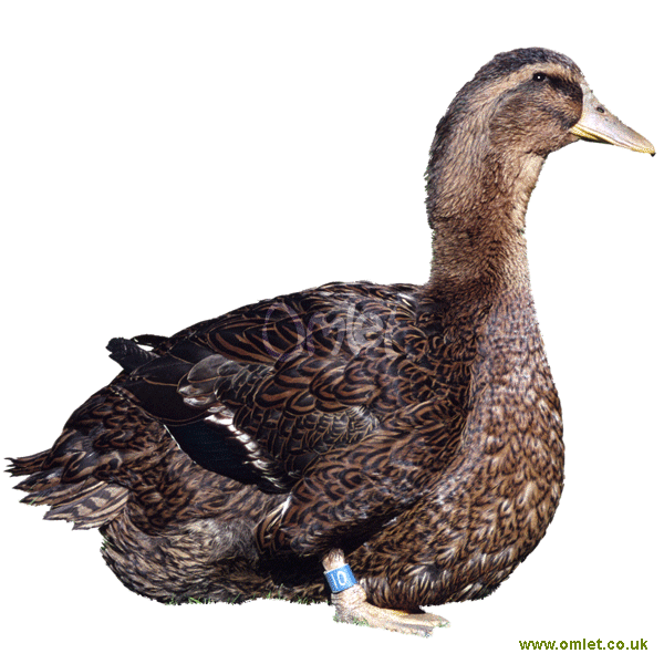 Rouen Enten
