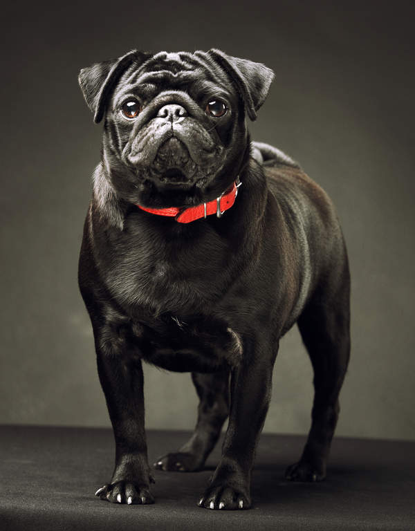 Mops Hunde Informationen Zu Den Rassen Omlet