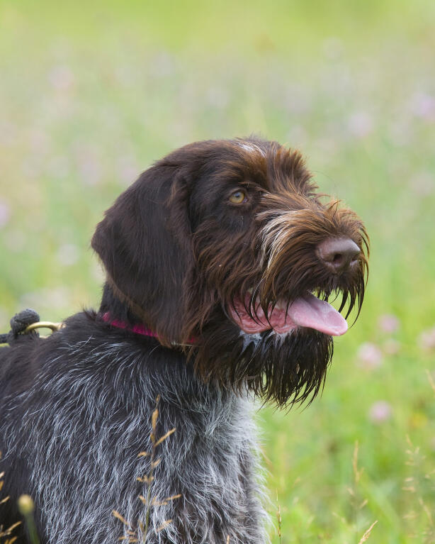 wire haired retriever