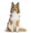 Shetland-sheepdog-weiß-hintergrund