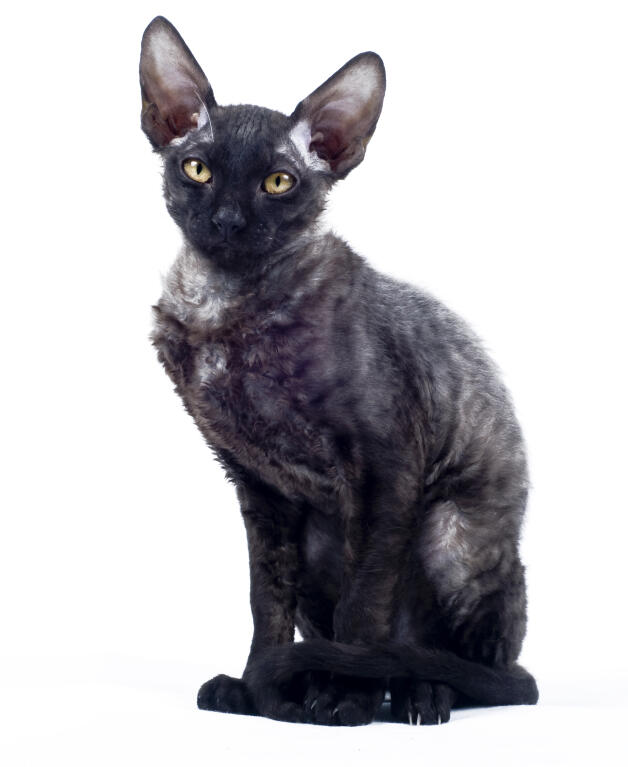 Cornish Rex Katzen Informationen Zu Den Rassen Omlet