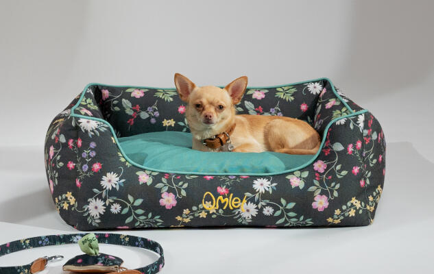 Ein Chihuahua ruht sich auf einem dunklen mit Blumen bedruckten Hundebest aus
