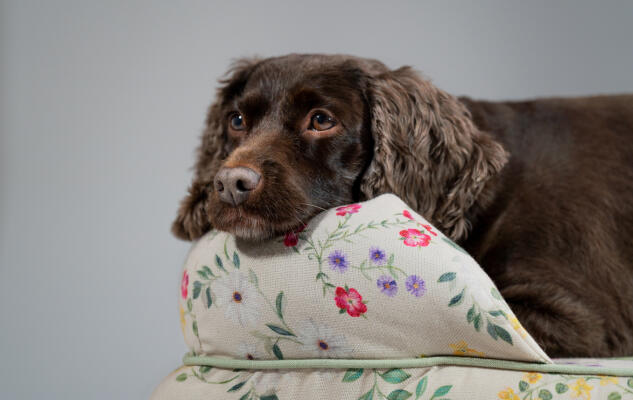 Cocker Spaniel ruht auf einem nachhaltig hergestellten, gemusterten Omlet-Hundepolsterbett.