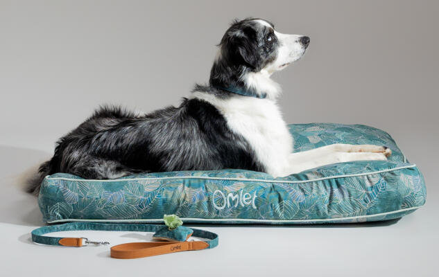 Ein Collie-Mischling auf einem gemusterten Omlet Hundekissen mit passender Leine und Kotbeutelhalter