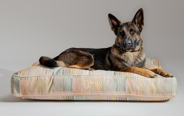 Ein Deutscher Schäferhund liegt auf dem tragbaren und pflegeleichten Hundekissen von Omlet