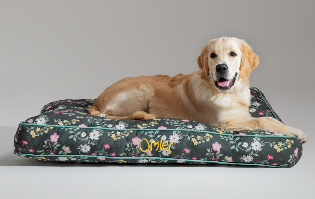 Ein Retriever liegt auf einem leicht zu reinigenden und komfortablen Hundekissen von Omlet