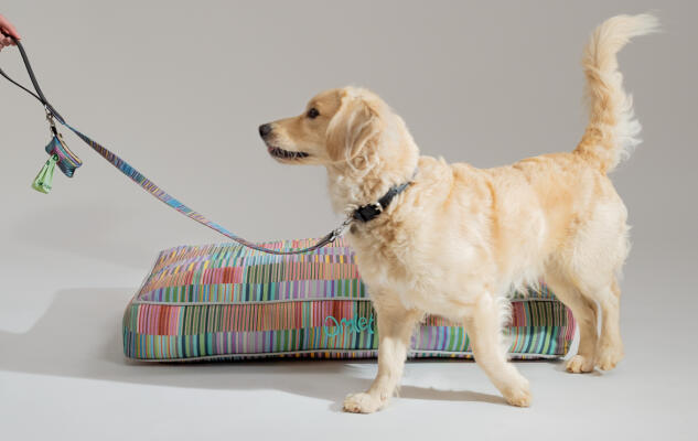 Ein Retriever mit einem Omlet Hundekissen mit Signaturdruck und passender Leine und Kotbeutelhalter