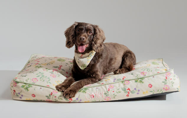 Ein Sprocker Spaniel auf einem Hundekissen