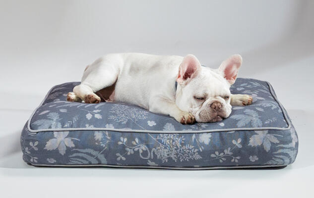 Eine weiße Französische Bulldogge entspannt sich auf dem nachhaltig hergestellten Designer-Hundekissen von Omlet