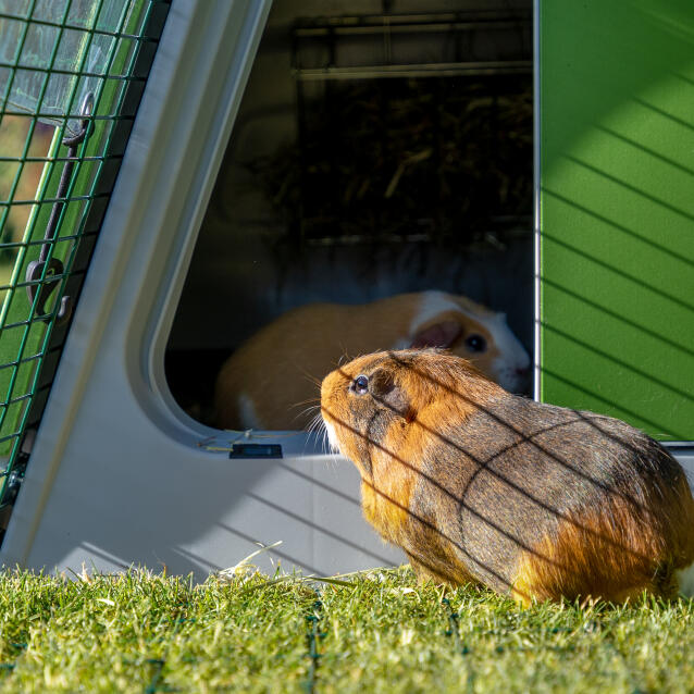 Nahaufnahme eines meerschweinchens mit blick auf den eingang des stalls, innerhalb des Eglu Go auslaufs.