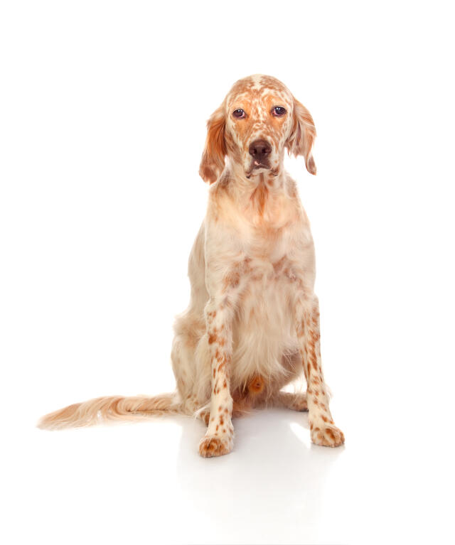 English Setter Hunde Informationen Zu Den Bienenarten Omlet