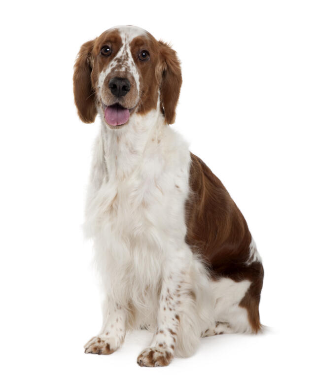 Springer Spaniel Welsh Hunde Rassen Information Omlet