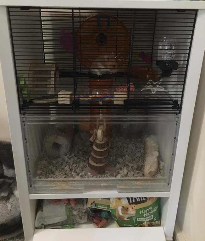 Hamster Spiel Hamster Spiel