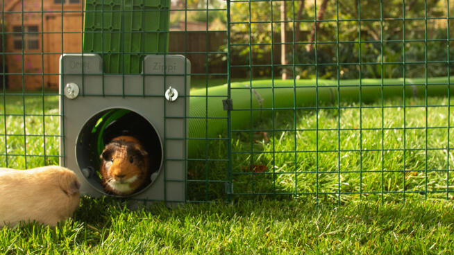 Zippi Tunnelsystem für Meerschweinchen