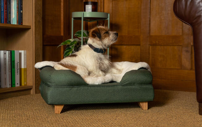 Ein Terrier auf einem grünen Polsterbett mit einer Decke aus Schaffellimitat