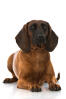 Bayerischer Gebirgsschweißhund