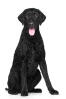 Curly Coated Retriever