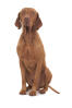 Ungarischer Vorstehhund