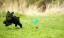 Ein kleiner, schwarzer zwergpudel, der über das gras springt und seinem ball hinterherläuft