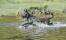 Ein gesunder erwachsener picardischer schäferhund, der durch ein gewässer läuft
