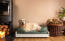 Ein großer weißer hund auf einem mittelgrünen memory foam polsterbett in einem wohnzimmer