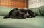 Ein kleiner schwarzer hund, der auf einem grünen nackenrollenbett schläft