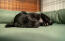 Ein kleiner schwarzer hund, der auf einem grünen nackenrollenbett schläft Ein kleiner schwarzer hund, der auf einem grünen nackenrollenbett schläft