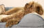 Ein kleiner brauner hund schläft auf einem grauen polsterbett mit einer cremefarbenen plüschdecke darauf