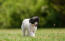 Ein süßer, kleiner chinesischer schopfhund, der im gras spazieren geht