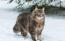 Sibirische katze im freien Snow