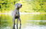 Ein erwachsener weimaraner, der aufrecht im wasser steht und auf ein kommando wartet