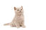 Britisch kurzhaar colourpoint kätzchen sitzend vor weißem hintergrund