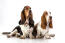 Zwei erwachsene basset hounds sitzen bequem