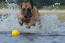 Ein kräftiger belgischer schäferhund (malinois) plantscht im wasser