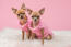 Zwei GorGeous chihuahuas in rosa gekleidet