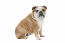 Eine schöne erwachsene englische bulldogge, die sehr ordentlich sitzt