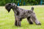 Ein kerry blue terrier, der sein wunderschönes dichtes, wolliges fell zur schau stellt